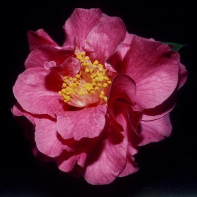 Jingan Camellia (Jingan Cha)